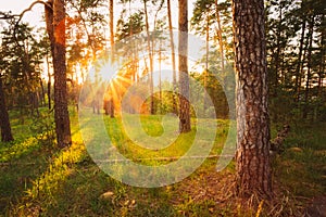 Sunbeams Pour Through Trees In Summer Autumn