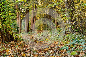 Sunbeams pouring into a slightly blurred autumn forest creating a mystical ambiance