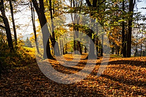 Sunbeams pouring into a slightly blurred autumn forest creating a mystical ambiance