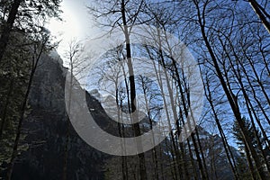 Sunbeams pours through peaks of Alps and tall conifer  trees near of Lake Kloental