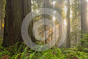 Sunbeams in redwood forest