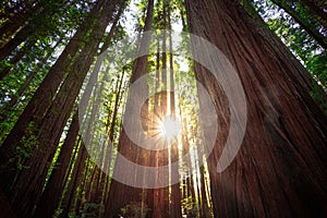 Sunbeams in the Redwood Forest, Humboldt Redwoods State Park, California