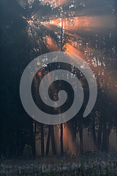 Sunbeams and Shadows in the Morning Forest