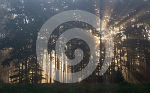 Sunbeams shine through fog forest at morning sunrise. Tranquil Czech landscape