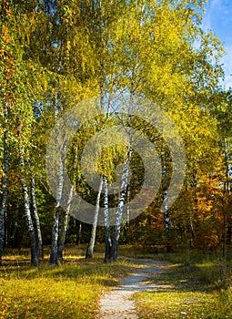 Sunbeams shine through the trees on an empty road in the autumn birch forest