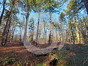 Sunbeams shine through the trees with leaves colored by autumn in the Kaapse Bossen