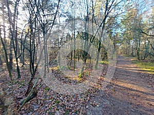 Sunbeams shine through the trees with leaves colored by autumn in the Kaapse Bossen