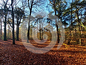 Sunbeams shine through the trees with leaves colored by autumn in the Kaapse Bossen