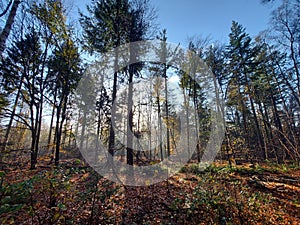 Sunbeams shine through the trees with leaves colored by autumn in the Kaapse Bossen