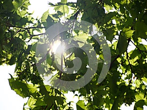 Sunbeams shining through tree leaves