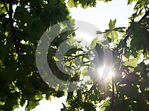 Sunbeams shining through tree leaves