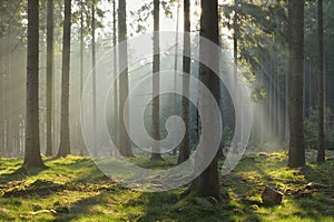 Rayos de sol en abeto Bosque 