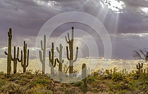 Sunbeams shining On a Stand of saguaro Cactus in the Desert photo