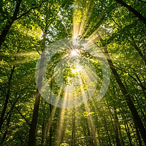 Sunbeams Streaming Through Lush Green Forest Canopy