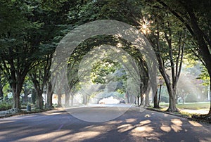 Sunbeams and sunbursts through trees