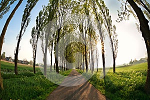 Sunbeams through tree rows over bike road