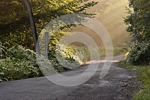 Sunbeams Through the Trees on a Country Road