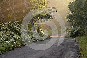 Sunbeams Through the Trees on a Country Road