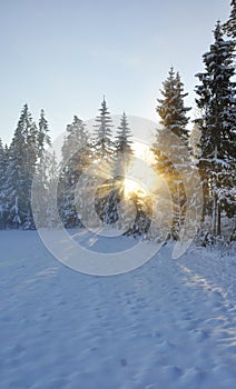 Sunbeams trough the tree