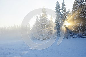 Sunbeams trough the tree