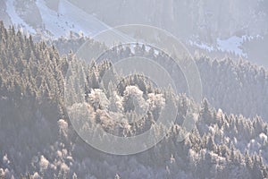 Sunbeams trough the tree in winter