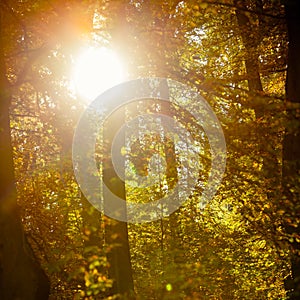 Sunbeams trough trees in park