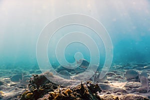 Sunbeams underwater rocks and pebbles on the seabed shoal of small fish