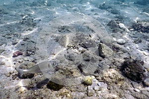 Sunbeams underwater rocks and pebbles on the seabed swimming fish