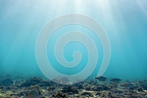 Sunbeams underwater rocks and pebbles on the seabed swimming fish