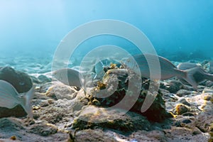 Sunbeams underwater rocks and pebbles on the seabed swimming fish