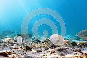 Sunbeams underwater rocks and pebbles on the seabed swimming fish