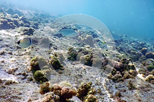 Sunbeams underwater rocks and pebbles on the seabed swimming fish