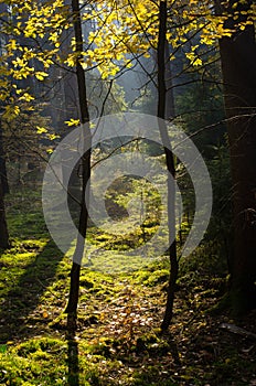 Sunbeams in the woods