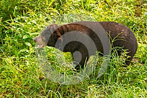 Sunbear his typical enviroment - tropical forest in Indonesia - on Borneo island photo