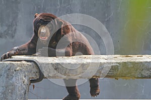 a sunbear playing around in the park photo