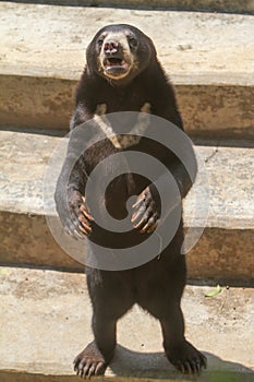 A sunbear stands on a stone step photo