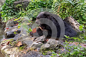 Sunbear photo