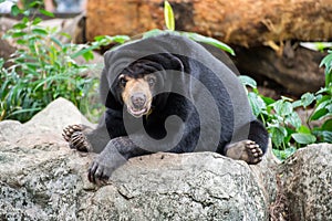 SunBear photo