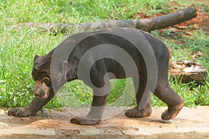 A sunbear walks along the floor photo