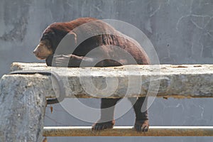 A sunbear was lazing around in the garden