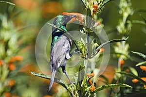 Sunbird