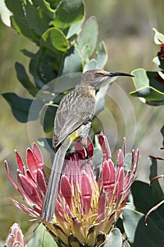 Sunbird in Africa photo