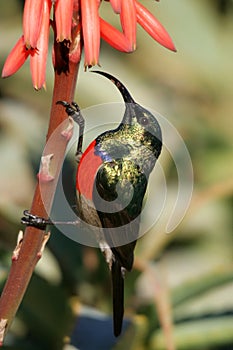 Sunbird on Aloe Plant