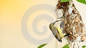 Sunbird and baby bird in a nest at Thailand. Olive-backed sunbird, Yellow-bellied sunbird, Cinnyris jugularis