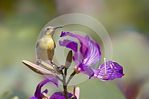 Sunbird on bauhinia drinking flower honey