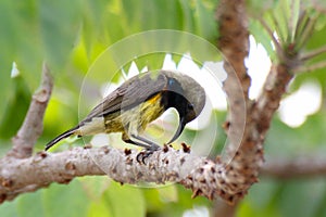 Sunbird bird