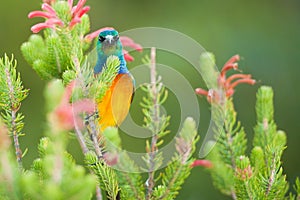 Sunbird feeding on Table Mountain South Africa photo