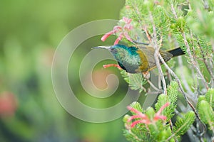 Sunbird feeding on Table Mountain South Africa