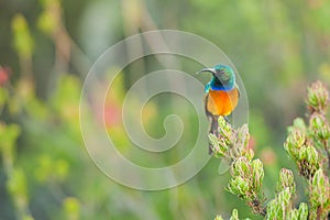 Sunbird feeding on Table Mountain South Africa photo