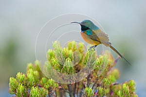 Sunbird feeding on Table Mountain South Africa photo